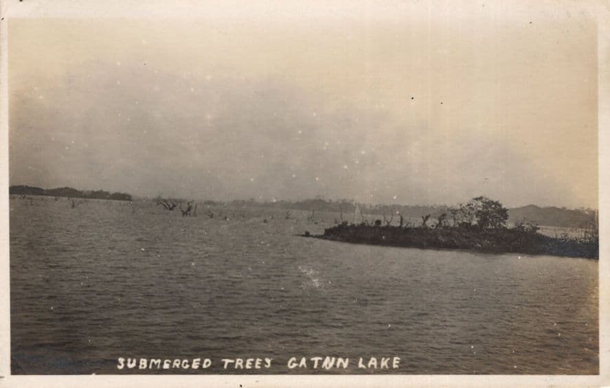 Submerged Trees Gatun Lake Panama Canal Rare Old RPC Postcard