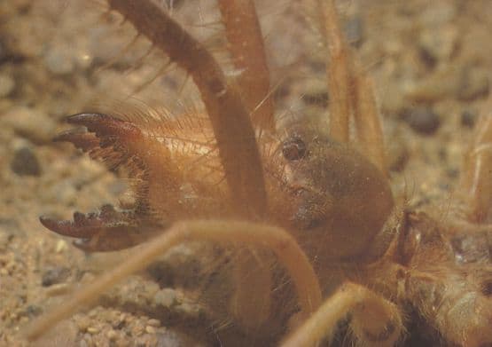 Sun Spider Sussex Living World Wildlife Park Postcard