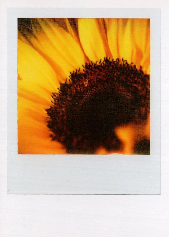 Sunflower On Fire Award Flower Analog Camera Film Photo Postcard