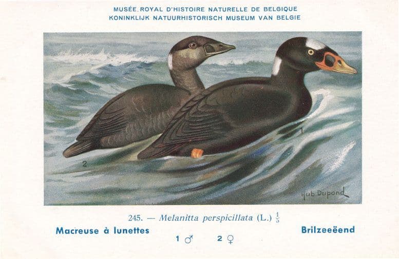 Surf Scoter Melanitta Perspicillata WW2 Bird Vintage Rare Postcard