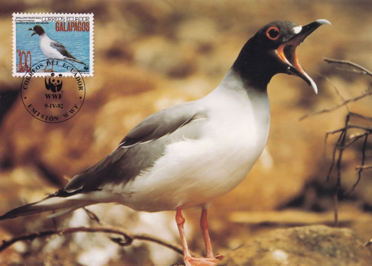 Swallow Tailed Gull Bird Galapagos WWF Stamp First Day Cover Postcard