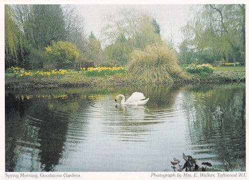 Swan Goodstone Gardens River at Toftwood Dereham Norfolk Postcard