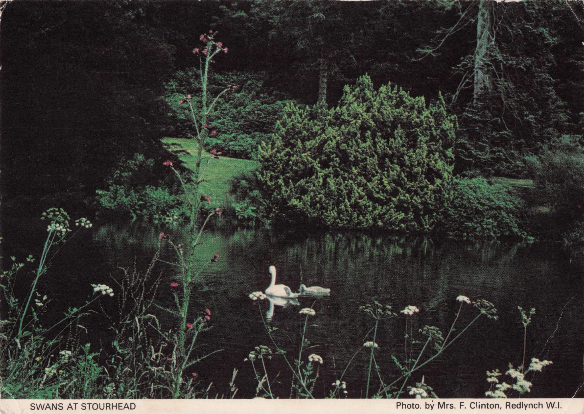 Swans At Stourhead Wiltshire Village Pond Women's Institute Postcard