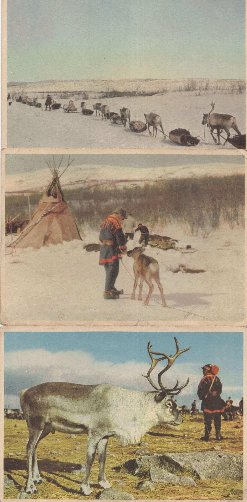Swedish Camping Tent Arctic Dogs Travellers 3x Vintage Postcard s