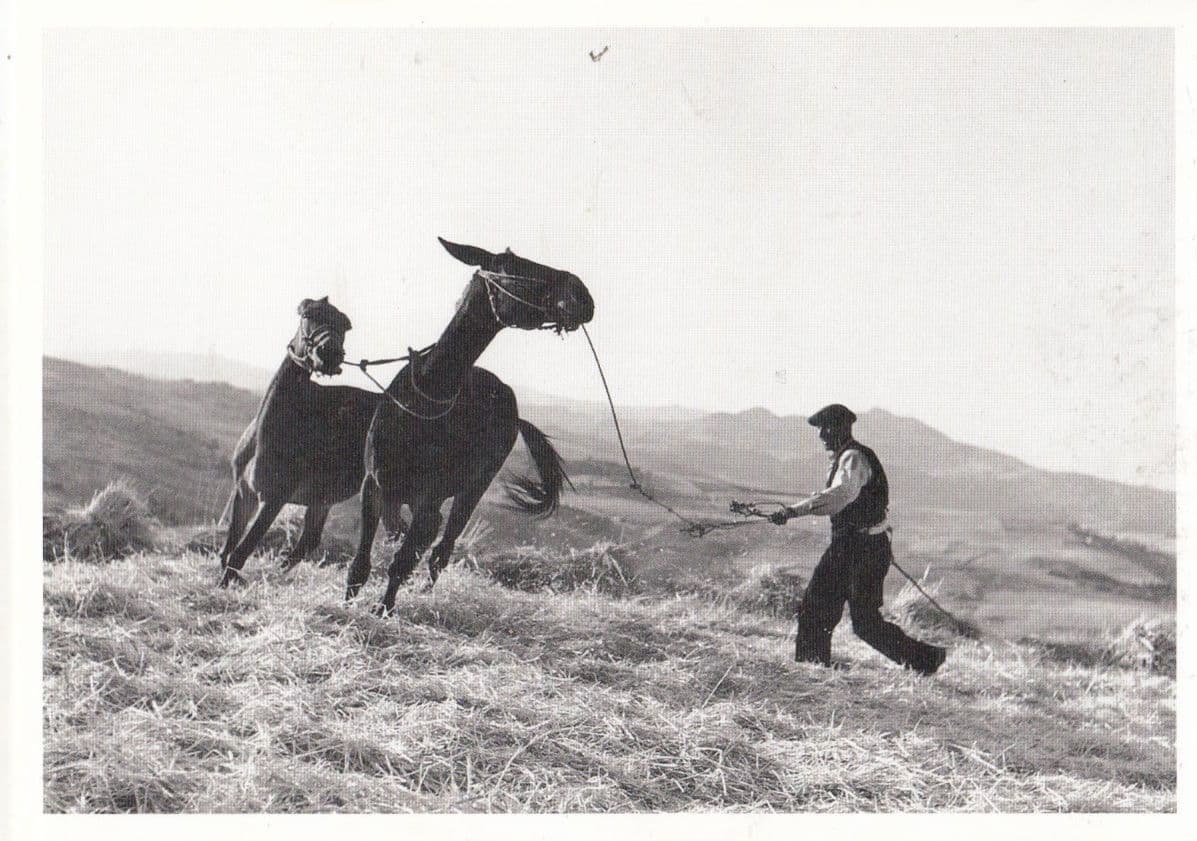 Swiss Man Taming Wild Horses Lassoo Like Cowboy Gotthard Schuh Photo Postcard