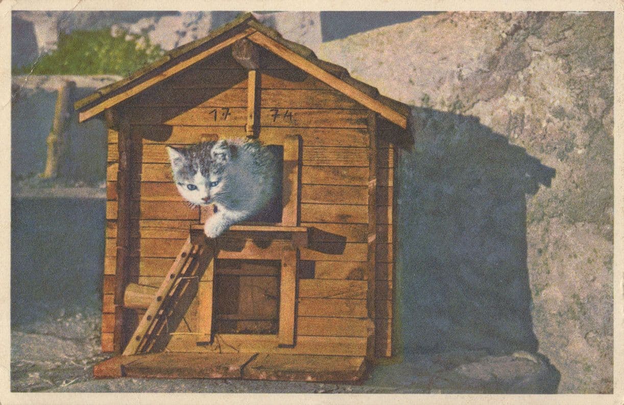 Switzerland Cat Old Kennel Ladder Wood Home Vintage Postcard