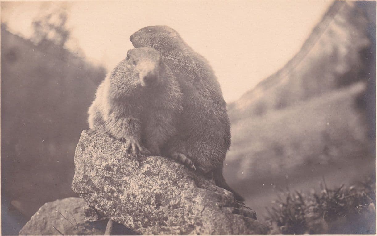 Switzerland Pontresina Graubunden Marmots Antique Postcard