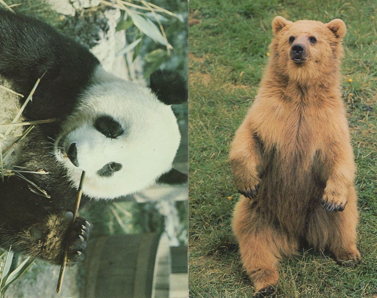 Syrian Panda Bear London Zoo 3x 1970s Postcard s