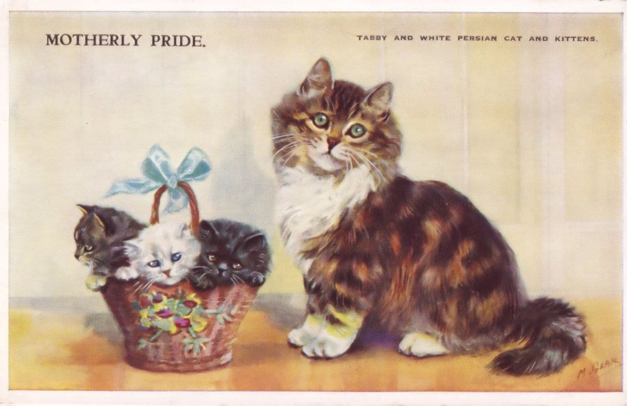 Tabby & White Persian Kitten Cat Motherly Pride Old Cats Postcard