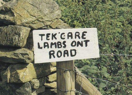 Take Care Lambs Sheep On The Road Signpost Comic Humour Postcard