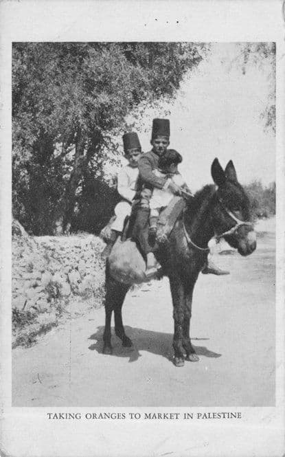 Taking Oranges To Market In Palestine Jewish Antique Postcard
