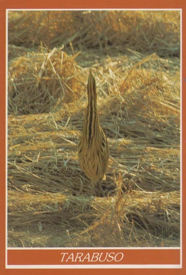 Tarabuso Rare Bird Postcard