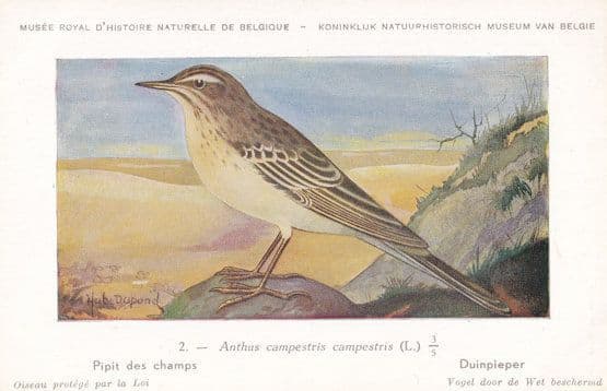 Tawny Pipit Anthus Campestris WW2 Bird Vintage Rare Postcard