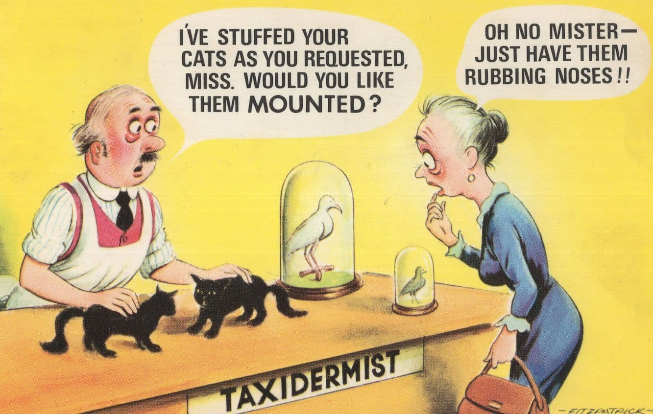 Taxidermy Dealer Black Cat Bird Vintage 1970s Comic Postcard