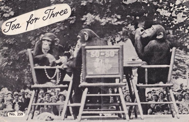 Tea For Three PG Tips Chimpanzee Zoo RPC 1950s Postcard Please Read