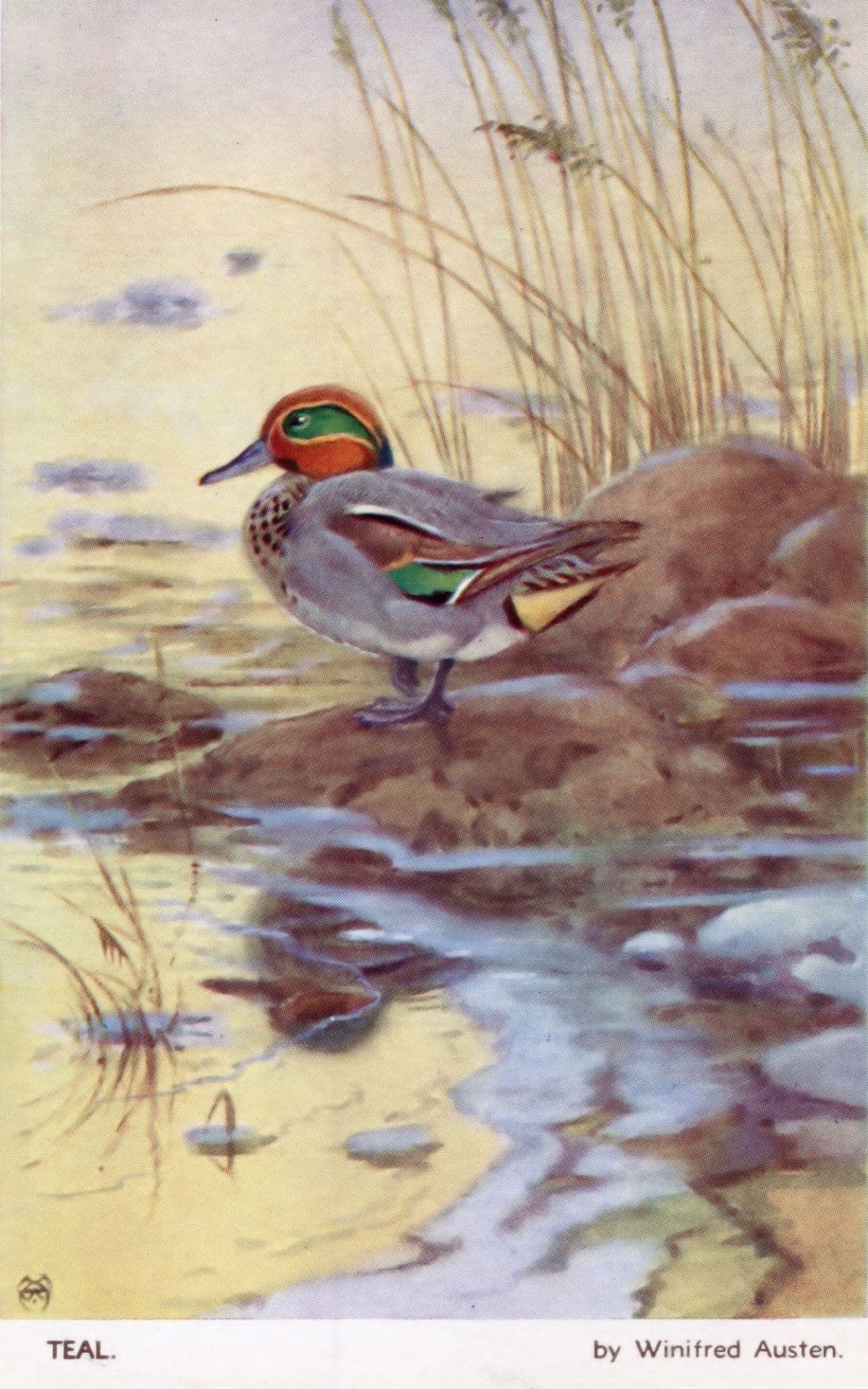 Teal Winifred Austen Valentines Antique Bird Postcard