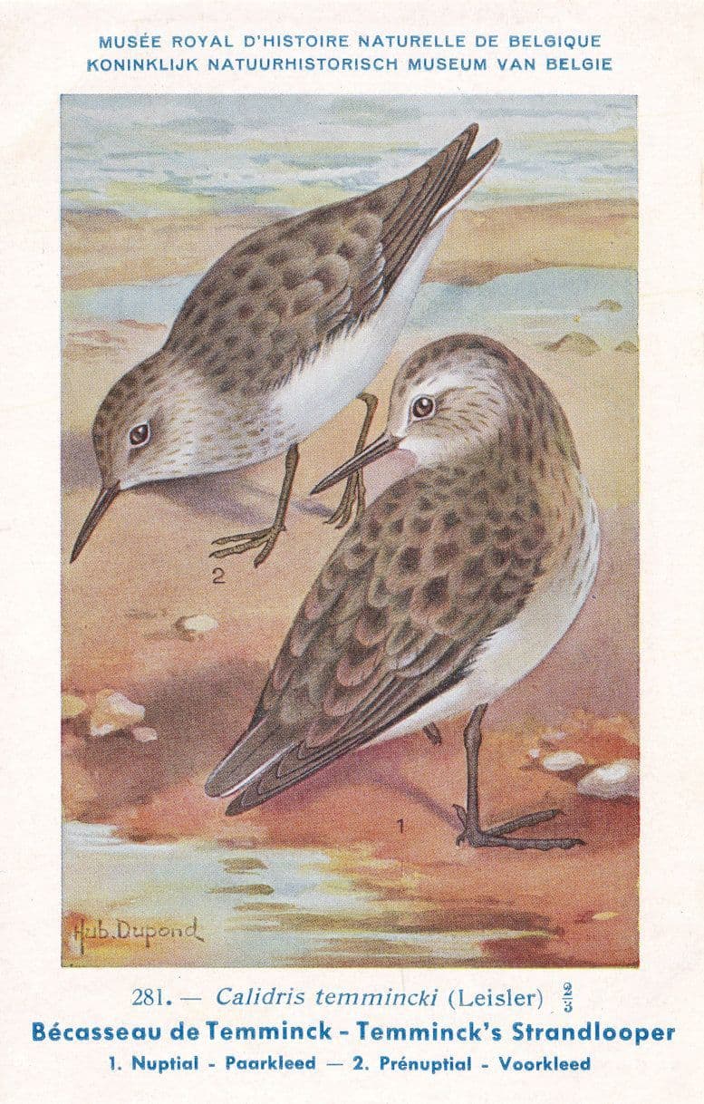 Temminck's Stint Calidris Temminckii Bird Antique Rare Postcard