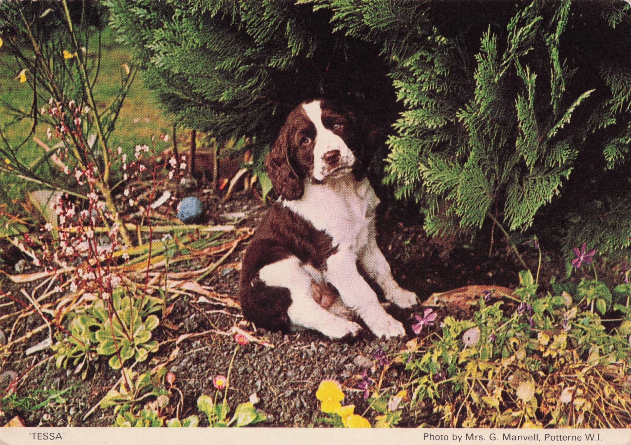 Tessa Lovely But Lonely Wiltshire Dog Women's Institute Postcard