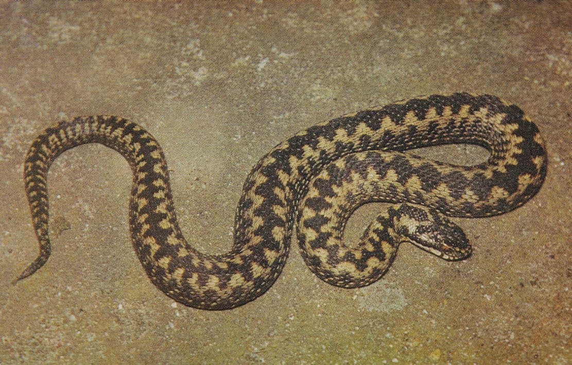 The Adder Snake 1970s Postcard