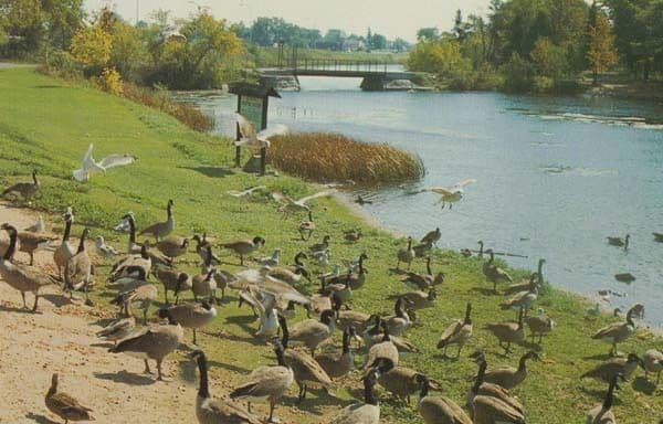 The Bird Sanctuary at Alpena Michigan America Rare Bird Postcard
