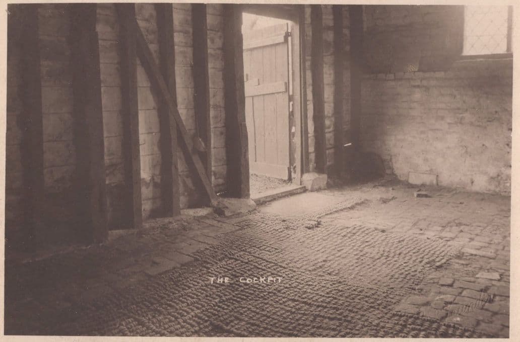 The Cockpit Rooster Bird Fighting Antique Real Photo Postcard