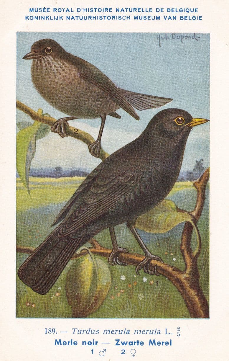 The Common Blackbird Turdus Merula Bird WW2 Rare Postcard