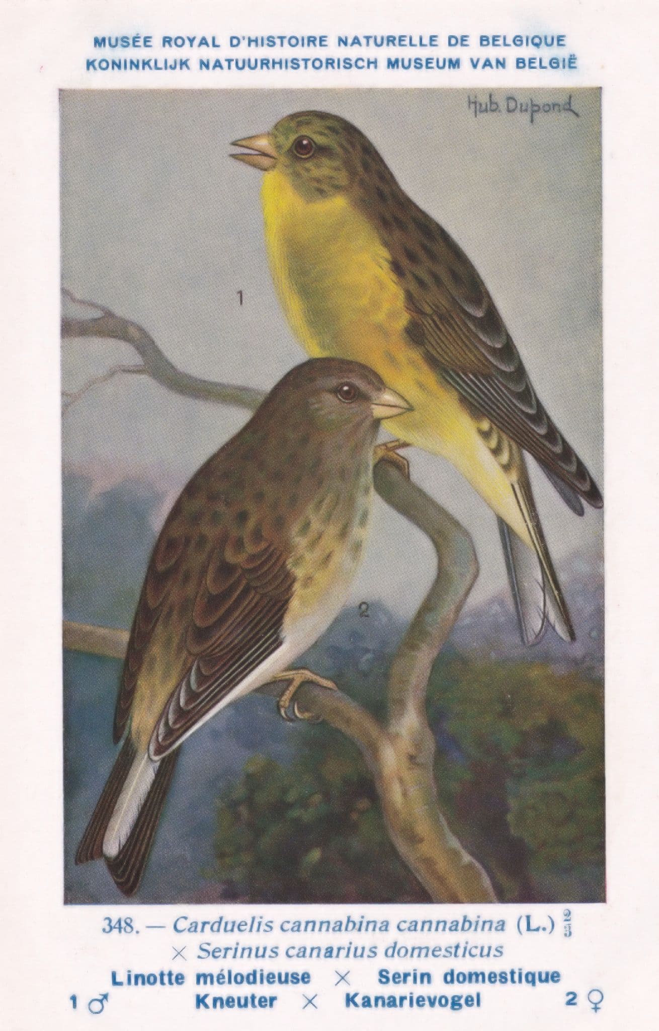 The Common Linnet Linaria Cannabina WW2 Bird Vintage Rare Postcard