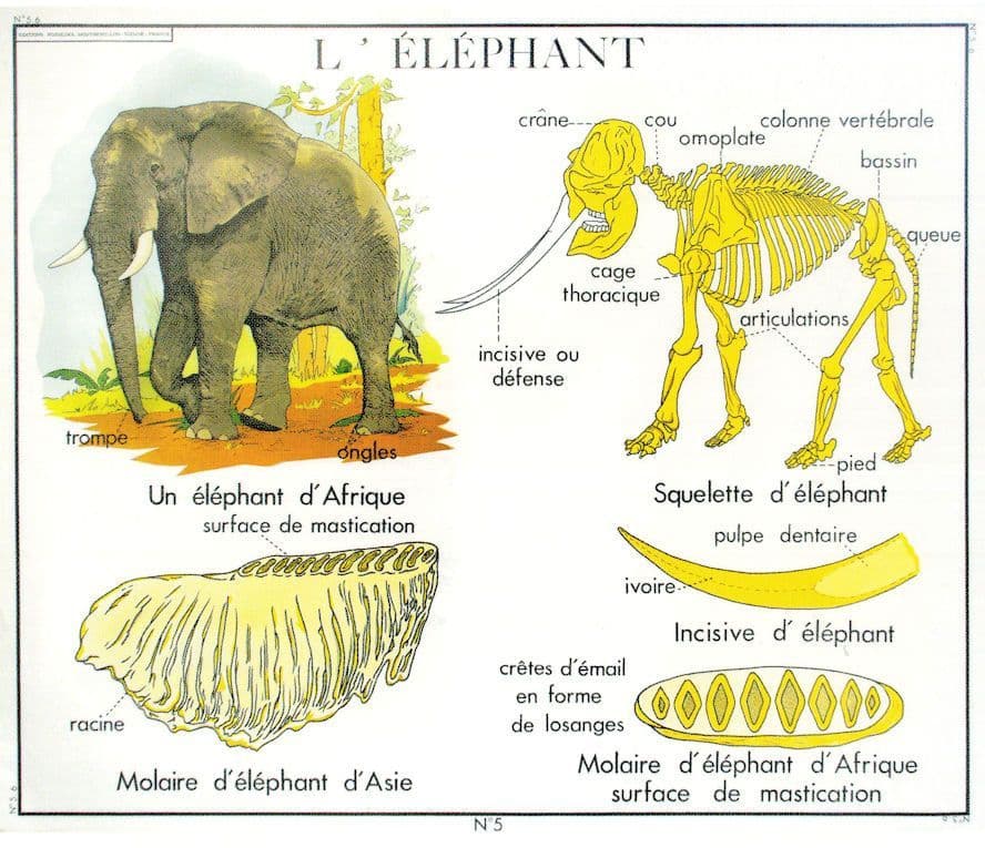 The Elephant Bone Ivory Skeleton Old School Chart Postcard