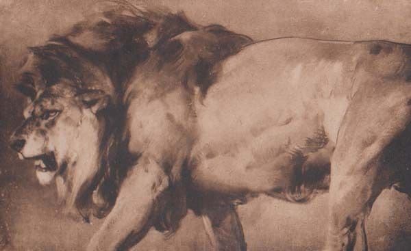 The Fiercest Angry Angriest Lion Ever Antique Animal Painting Postcard