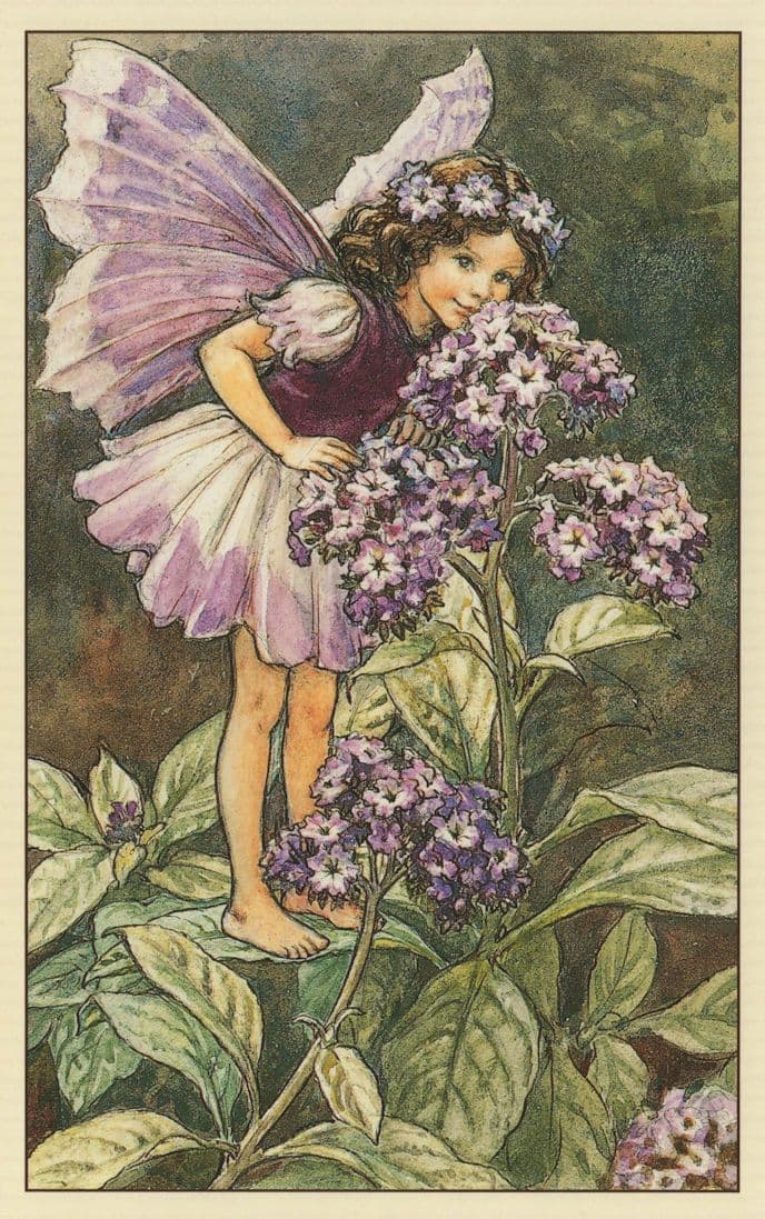 The Heliotrope Fairy From WW2 Book Stunning Postcard