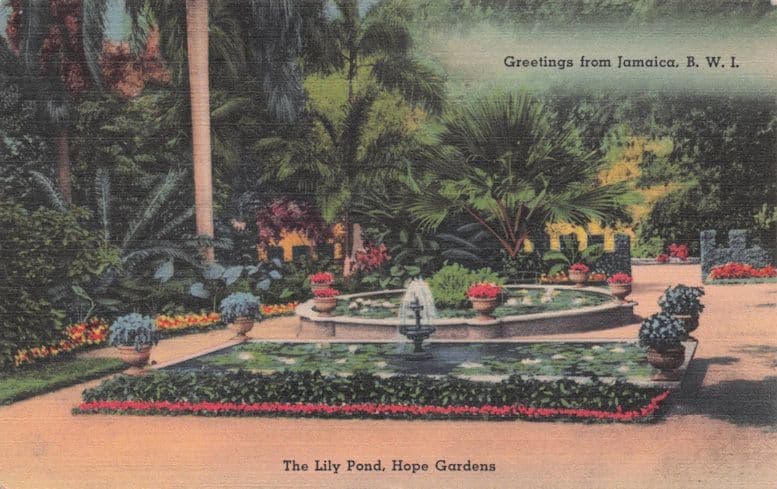 The Hope Gardens Lily Pond Greetings From Jamaica Old Linen Postcard