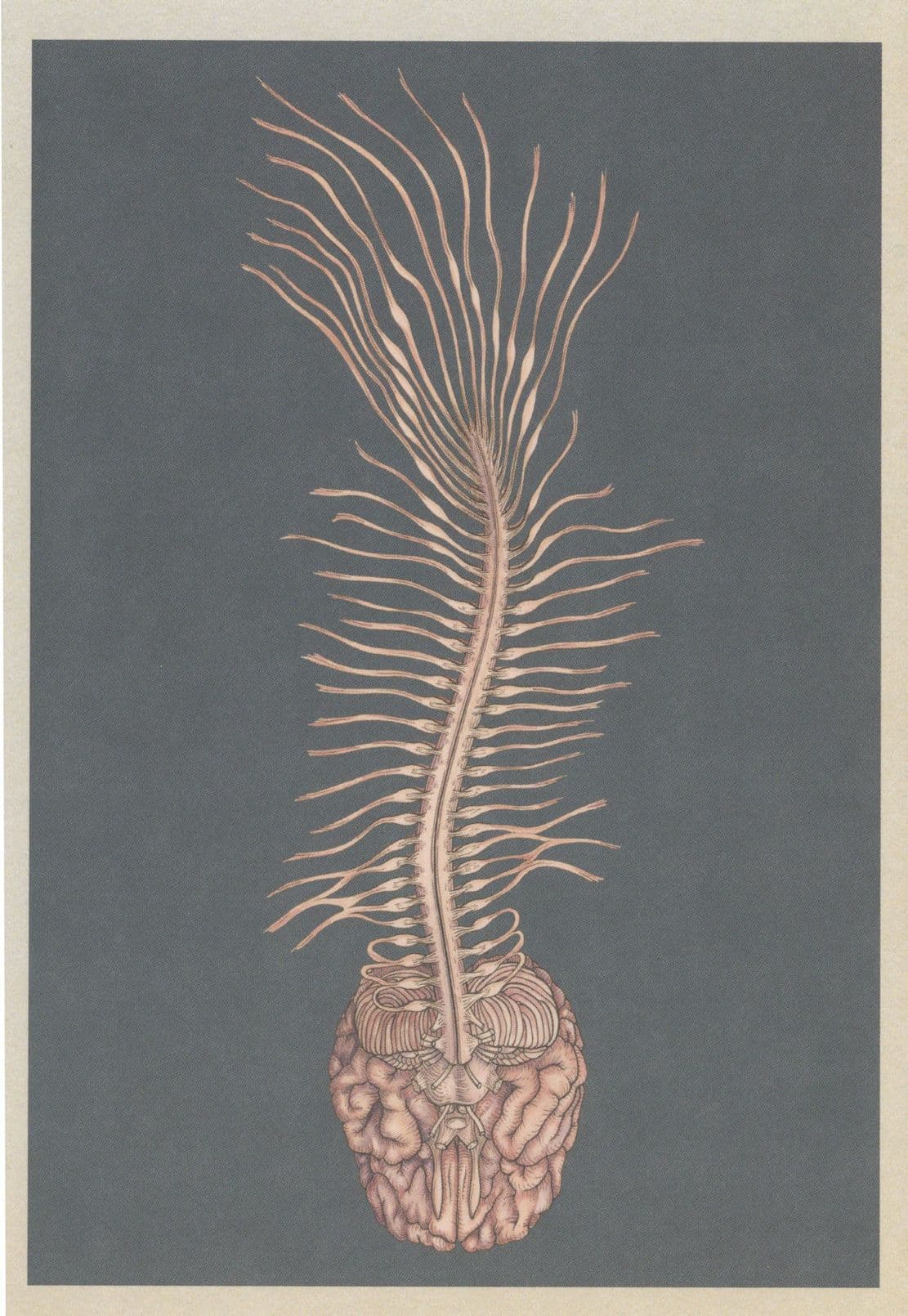 The Human Brain Mind Spinal Cord Skeleton Biology Postcard