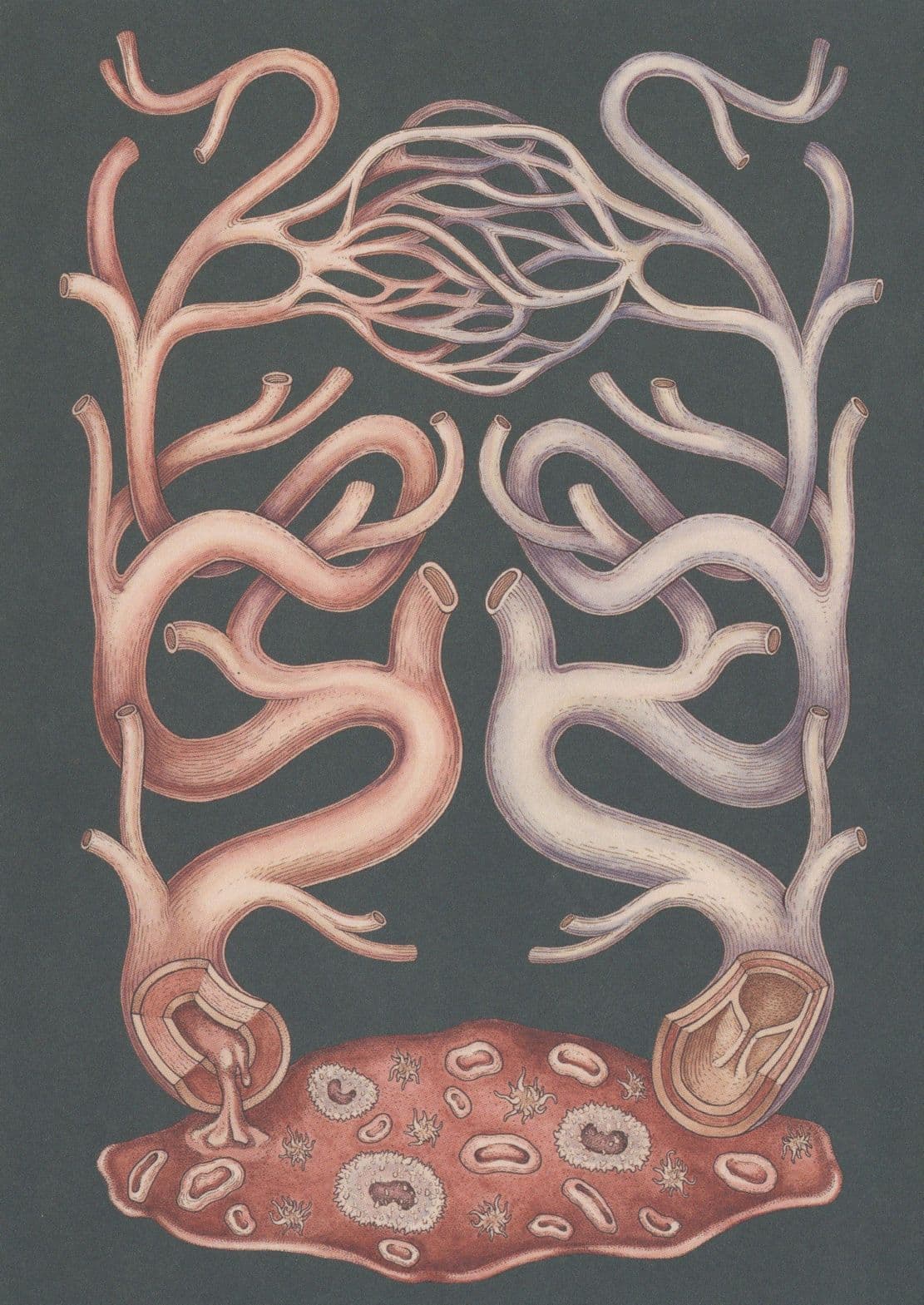 The Human Circulatory Blood Circulation System Postcard