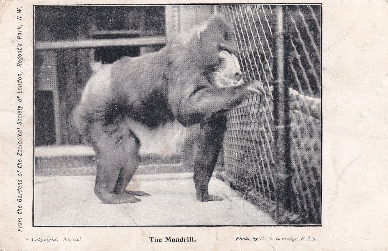 The Mandrill Monkey London Zoological Zoo Society Postcard
