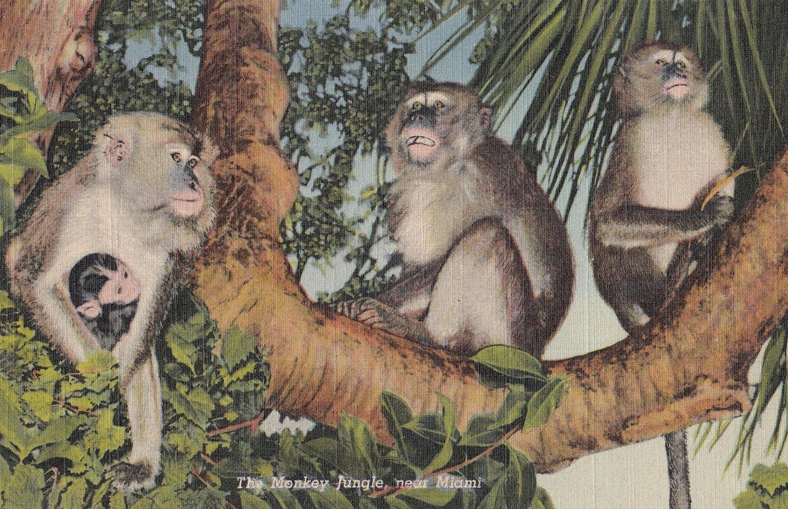 The Monkey Jungle Miami Mint Animal Park Postcard