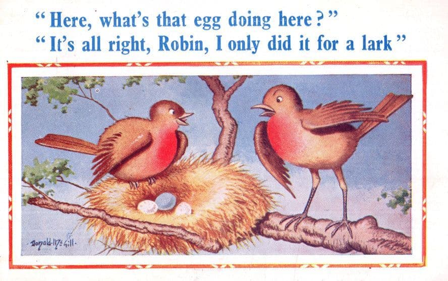The Robin & The Lark Birds Donald McGill Comic Postcard