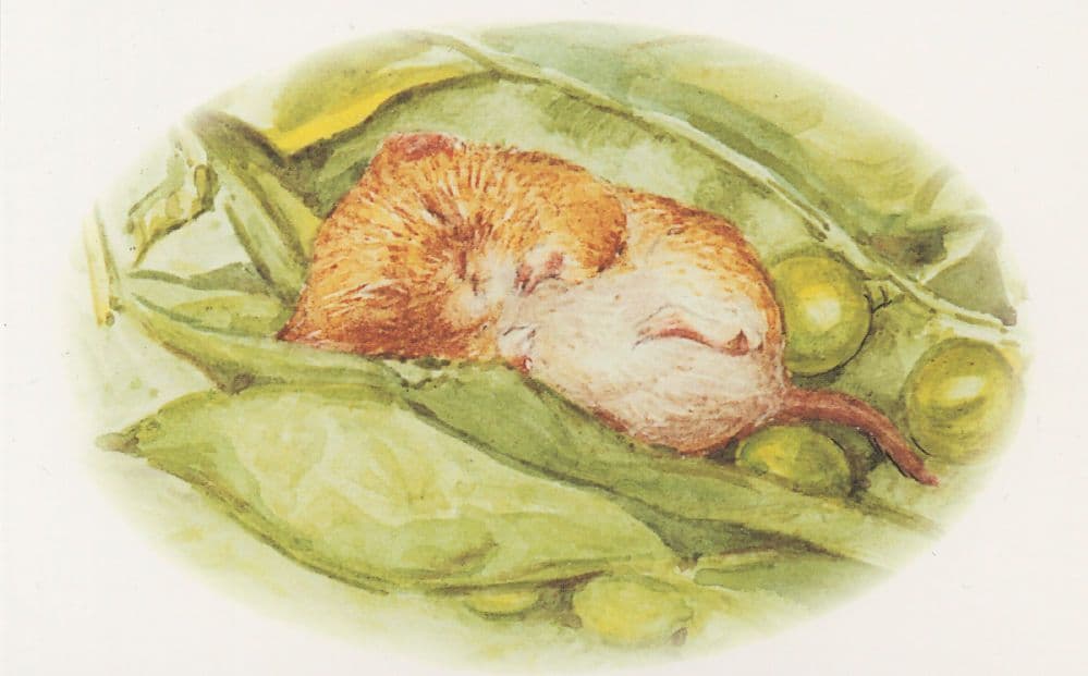 The Tale Of Johnny Town Mouse Timmie Willie Beatrix Potter Book Postcard