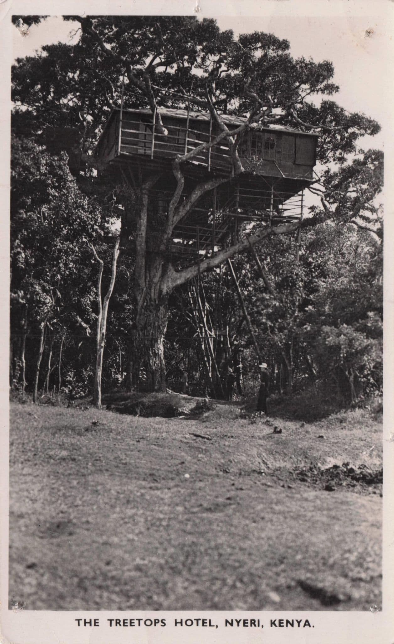 The Treetops Hotel Kenya Old RPC Africa Postcard & Message