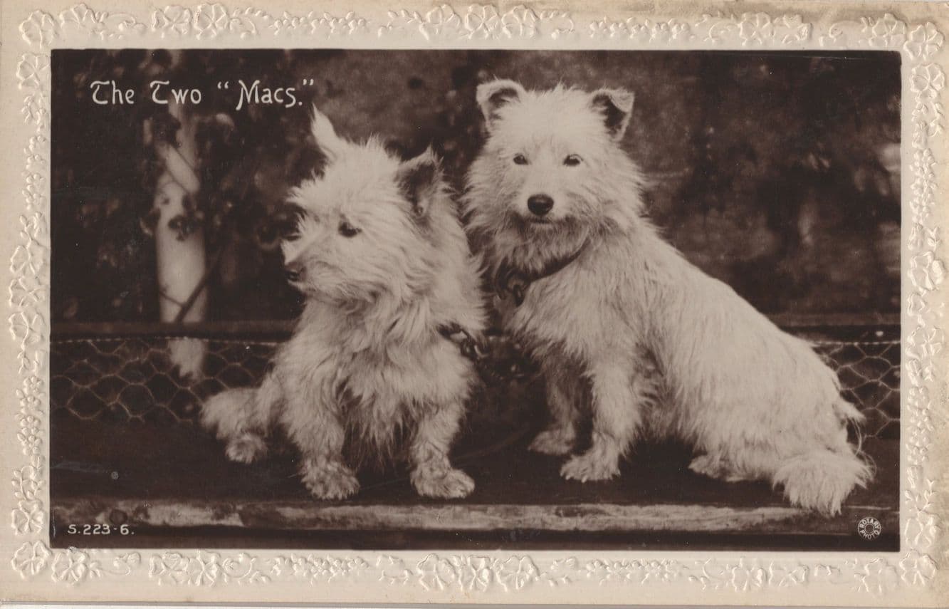 The Two Macs Old Rotary Dog Dogs RPC Postcard