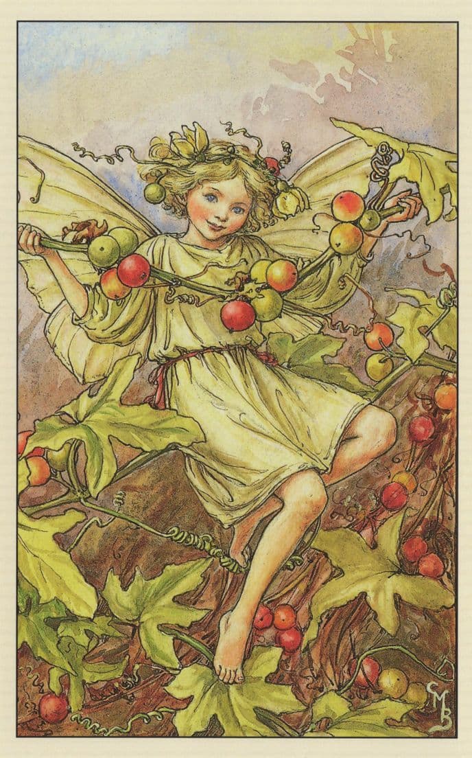 The White Bryony Flower Fairy Old Book Illustration Postcard