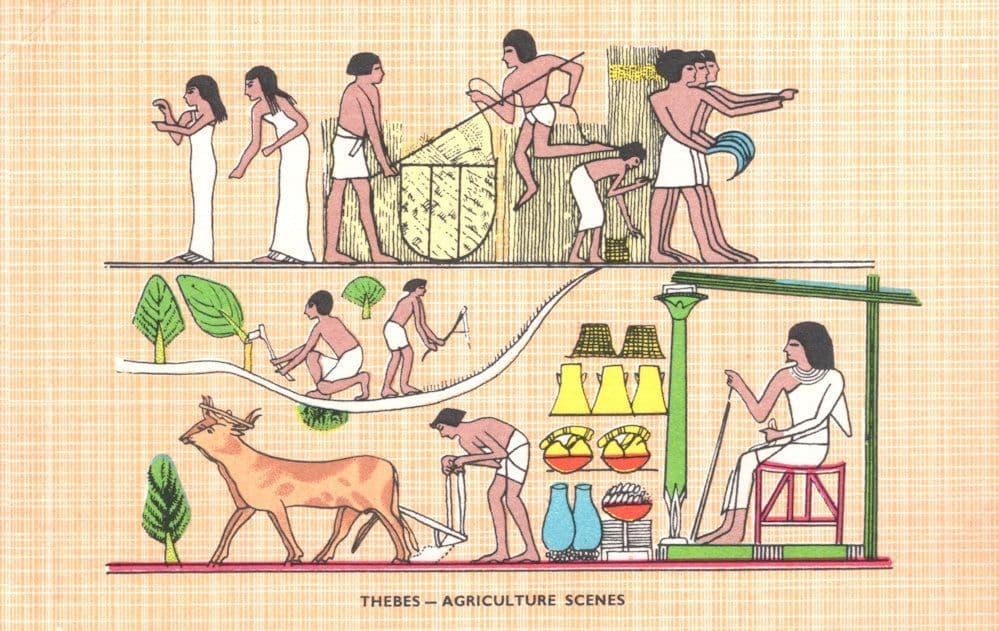 Thebes Agricultural Scenes Antique Egypt Farming Egyptian Postcard