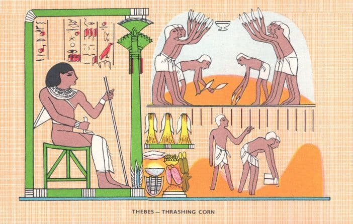 Thebes Thrashing Corn Farming Antique Egyptian Egypt Postcard