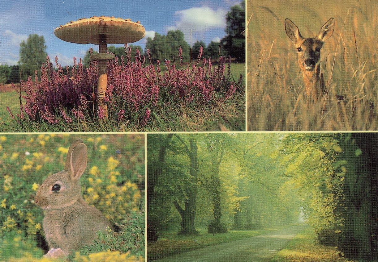 Thetford Forest Park Norfolk Rabbit Fungi Mushroom Postcard