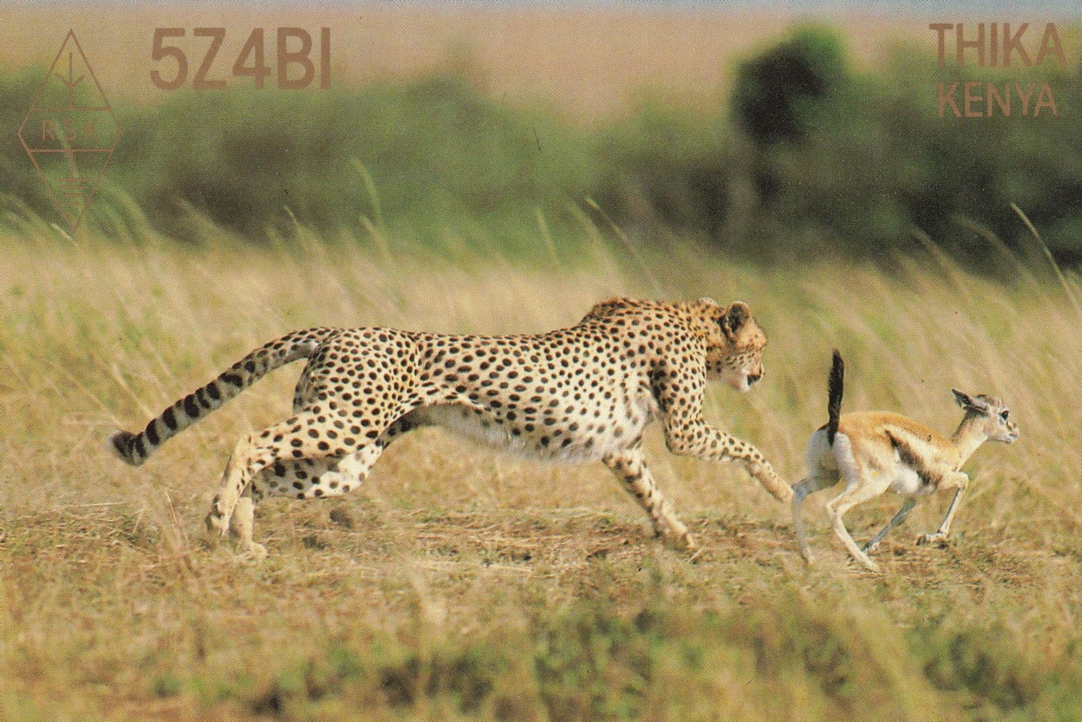 Thika Kenya Africa Leopard Cheetah Postcard QSL Radio Card