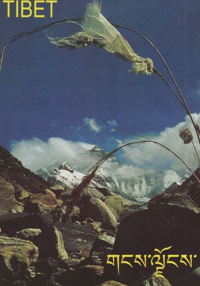 Tibet Foundation Charity Advertising Postcard