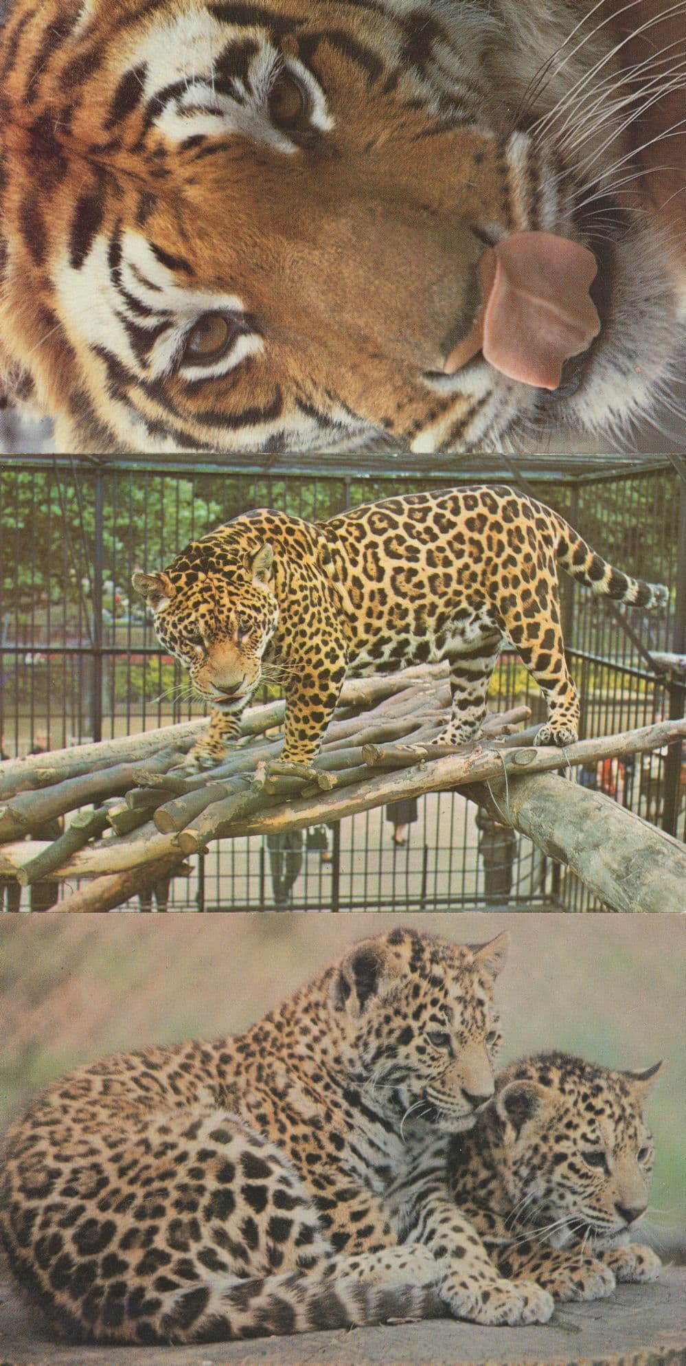 Tiger & Jaguar at London Zoo 3x 1980s Postcard s