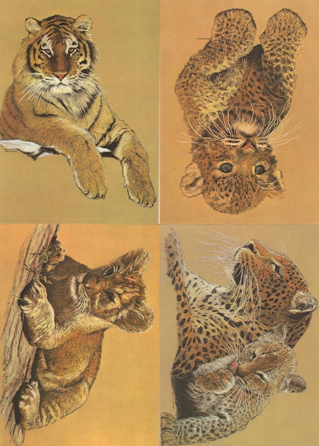 Tiger Paintings 4x Stunning Art Postcard s