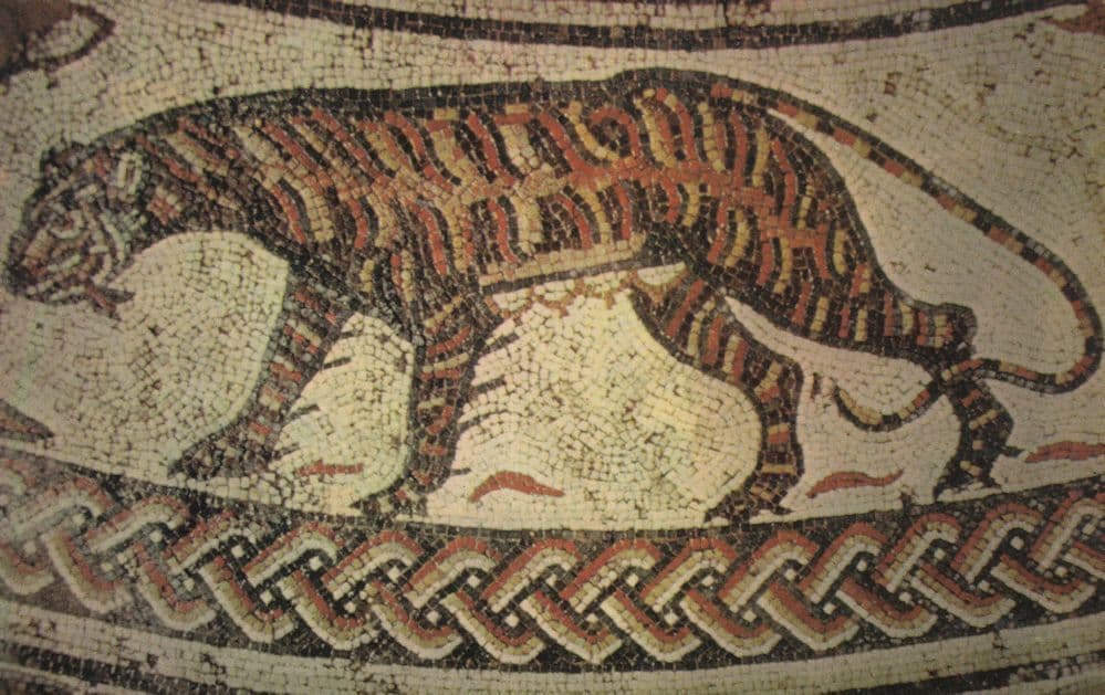Tigress Woodchester Roman Pavement Postcard