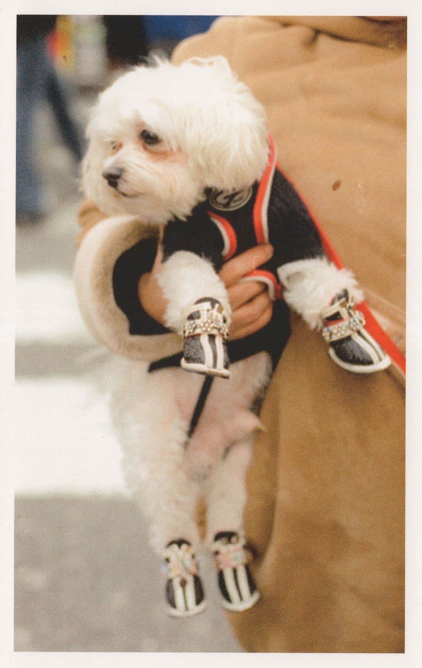 Tiny Puppy Dog Wearing USA Designer Shoes & Collar Photo Postcard