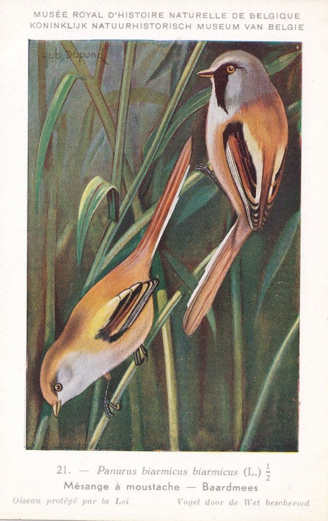 Titmouse Mesange A Moustache Rare WW2 Bird Postcard